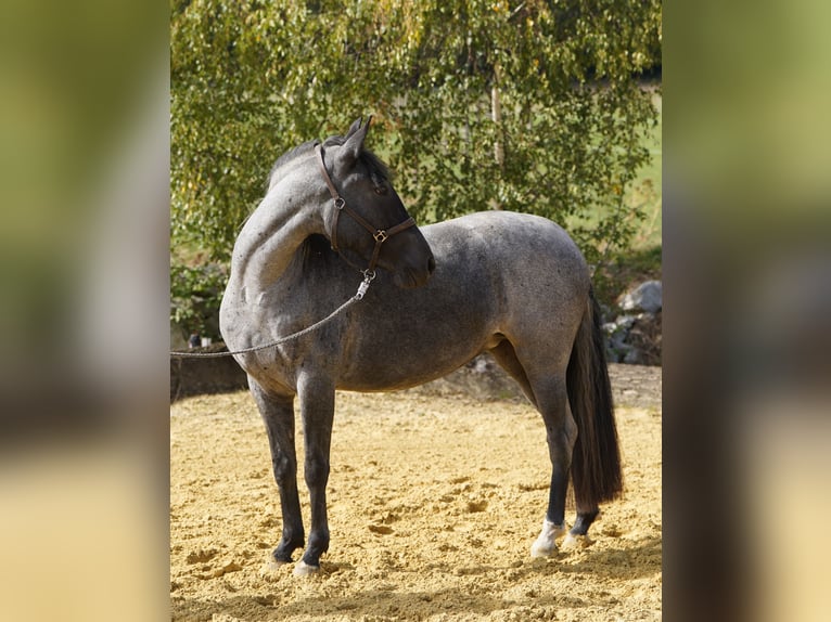 Criollo Stute 4 Jahre 142 cm Roan-Blue in DickenschiedHeinzenbach