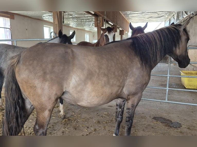 Criollo Stute 4 Jahre 143 cm Grullo in Feuchtwangen