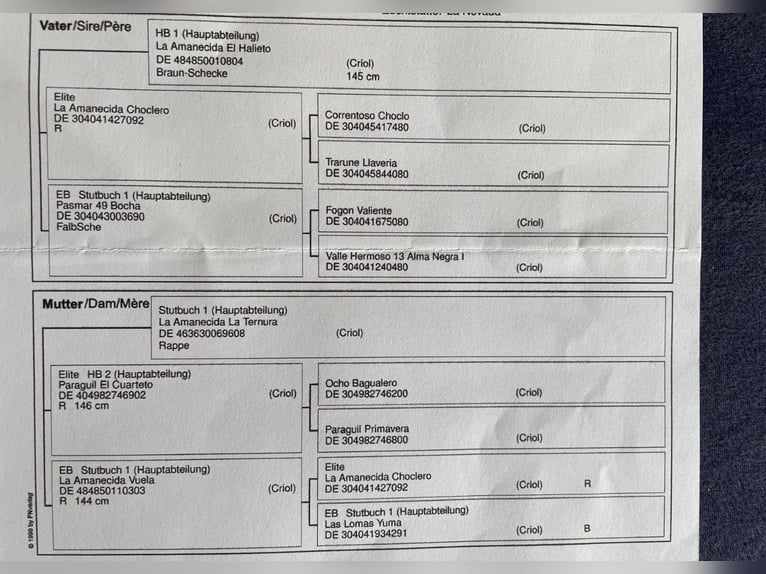 Criollo Stute 4 Jahre 147 cm Fuchs in Heimbuchenthal