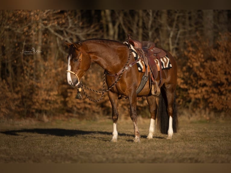 Criollo Stute 4 Jahre 148 cm in H&#xF6;chstberg