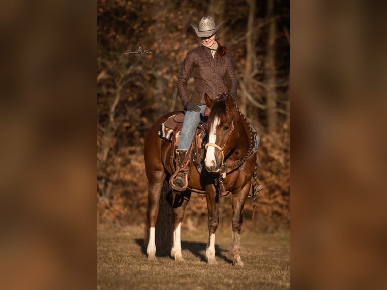 Criollo Stute 4 Jahre 148 cm in H&#xF6;chstberg