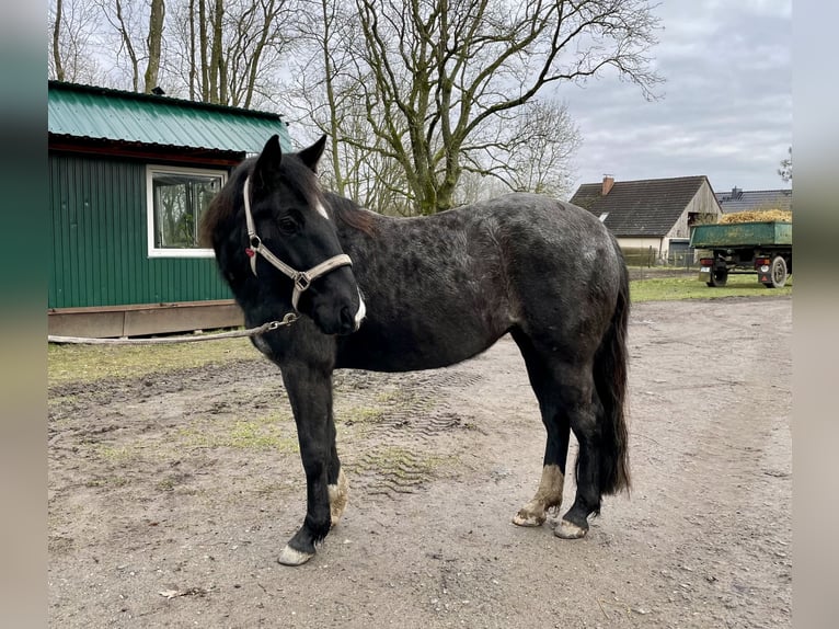 Criollo Stute 5 Jahre 139 cm Roan-Blue in Rostock