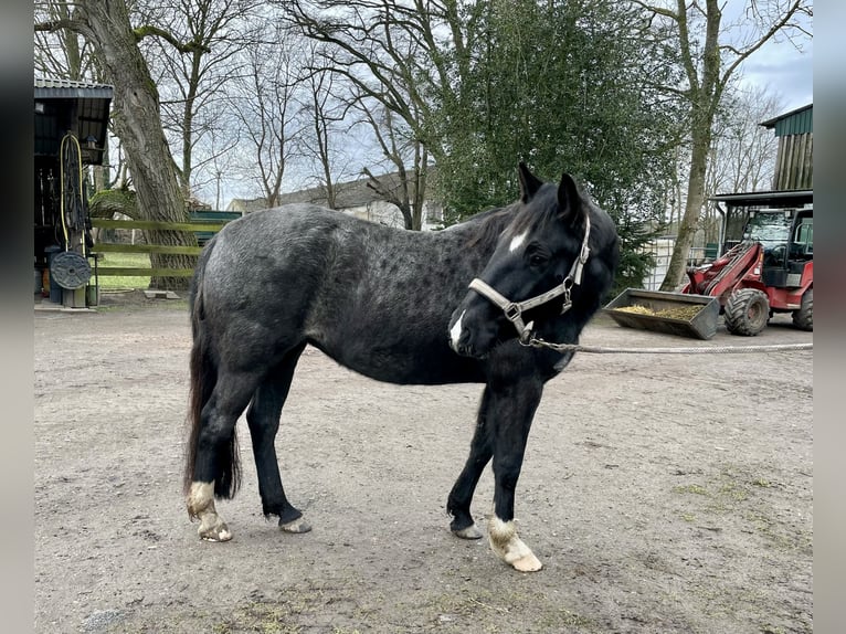 Criollo Stute 5 Jahre 139 cm Roan-Blue in Rostock