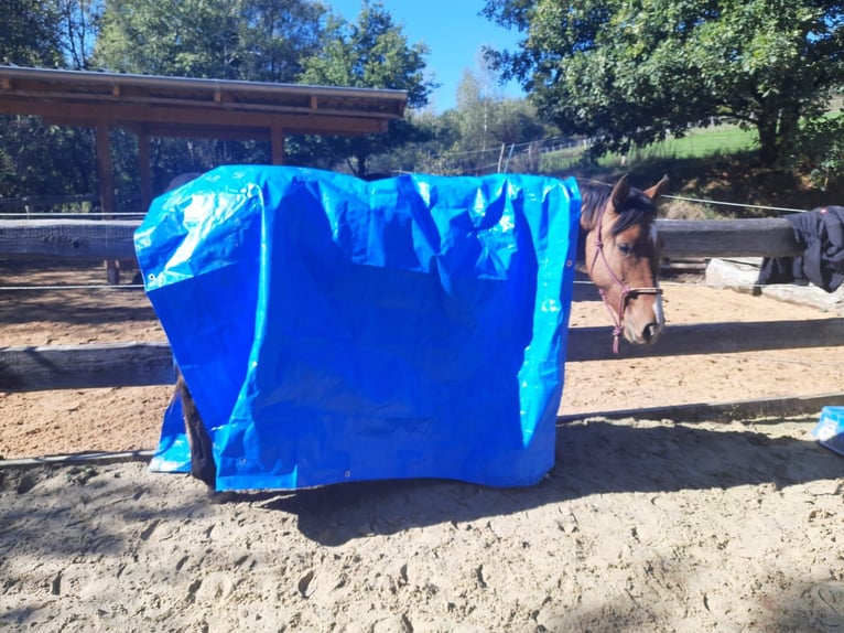 Criollo Stute 6 Jahre 143 cm Brauner in Siegen