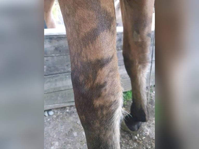 Criollo Stute 6 Jahre 143 cm Brauner in Siegen