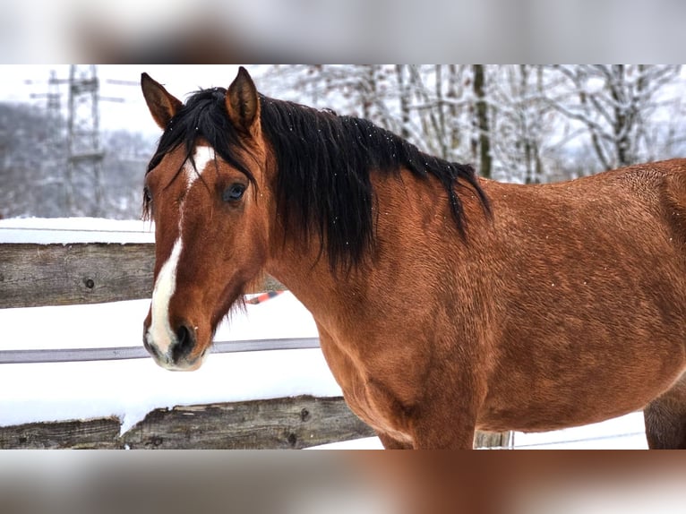 Criollo Stute 6 Jahre 143 cm Brauner in Siegen