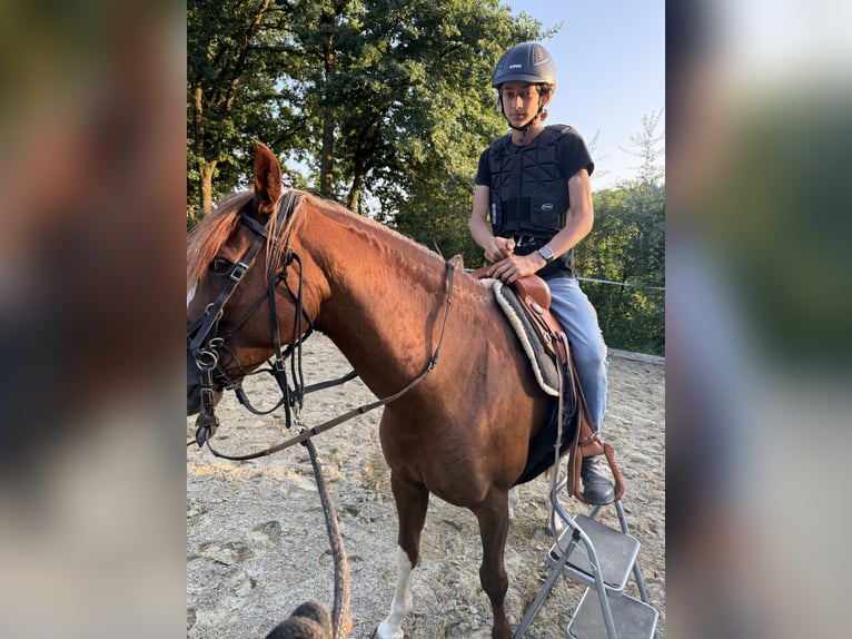 Criollo Stute 7 Jahre 142 cm Fuchs in Habsthal