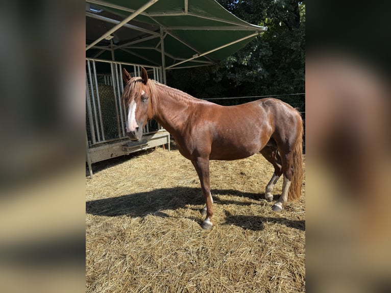 Criollo Stute 7 Jahre 142 cm Fuchs in Habsthal