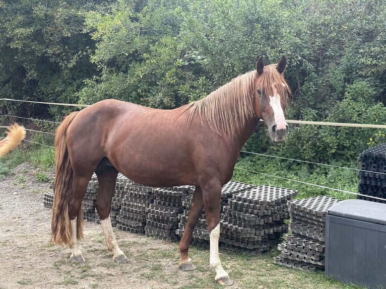 Criollo Stute 7 Jahre 142 cm Fuchs in Habsthal