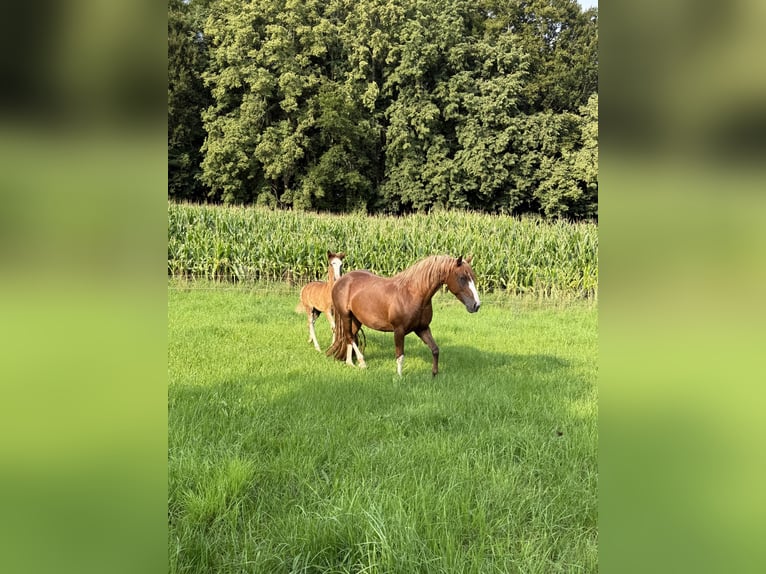 Criollo Stute 7 Jahre 142 cm Fuchs in Habsthal
