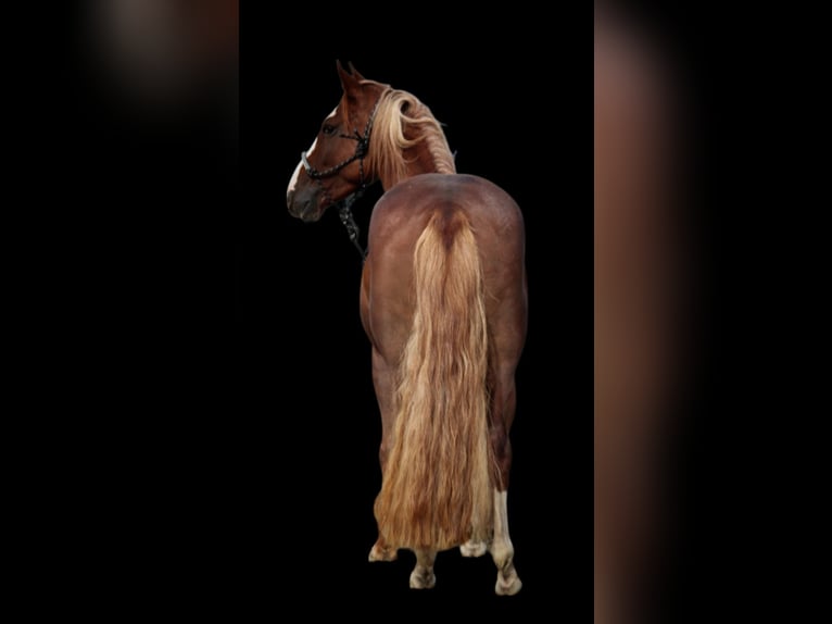 Criollo Stute 7 Jahre 142 cm Fuchs in Habsthal