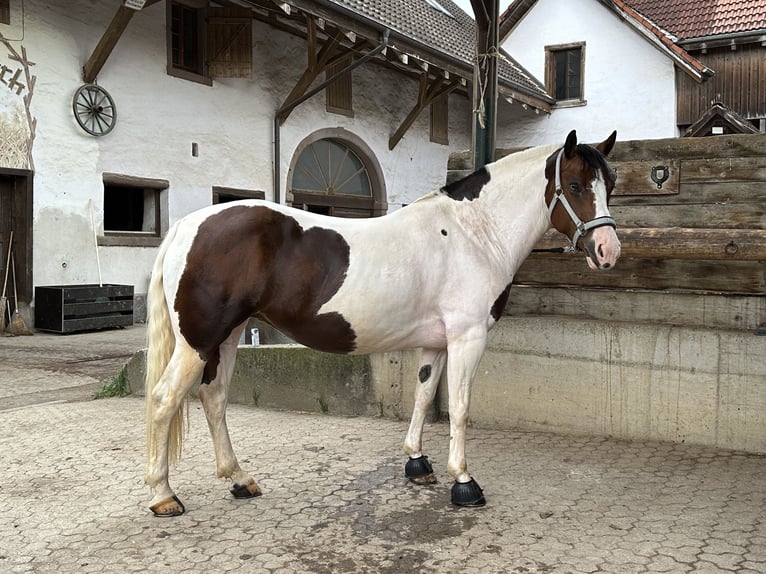 Criollo Stute 7 Jahre 146 cm Schecke in Ralswiek