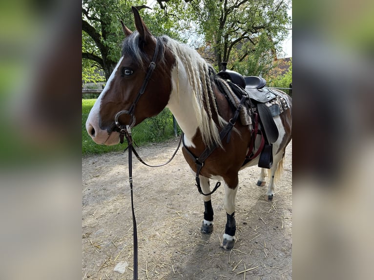 Criollo Stute 7 Jahre 146 cm Schecke in Ralswiek