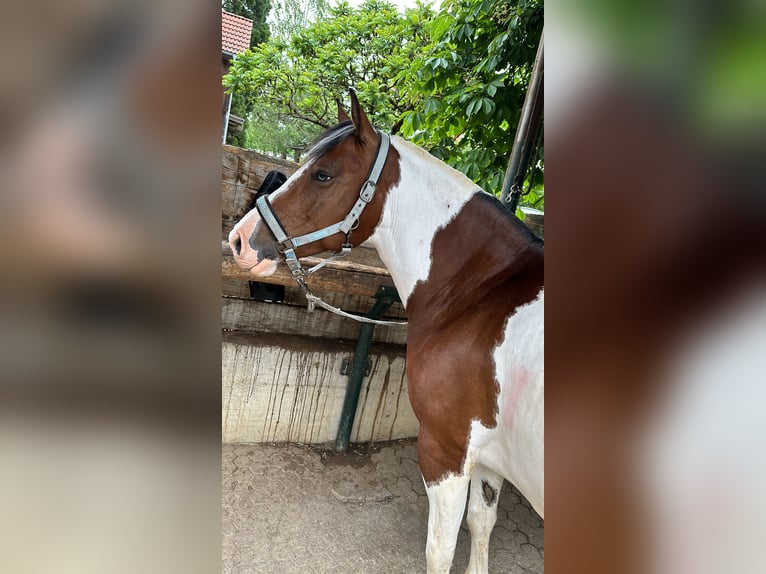 Criollo Stute 7 Jahre 146 cm Schecke in Ralswiek
