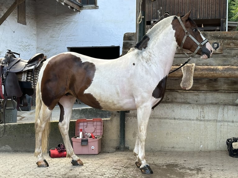 Criollo Stute 7 Jahre 146 cm Schecke in Ralswiek