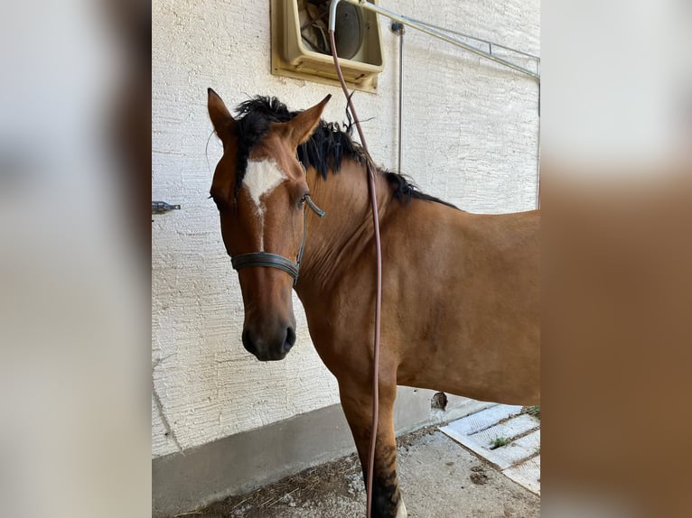 Criollo Stute 8 Jahre 143 cm  in Jengen