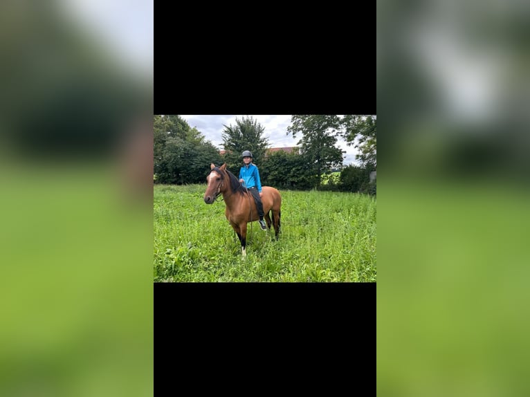Criollo Stute 8 Jahre 143 cm  in Jengen