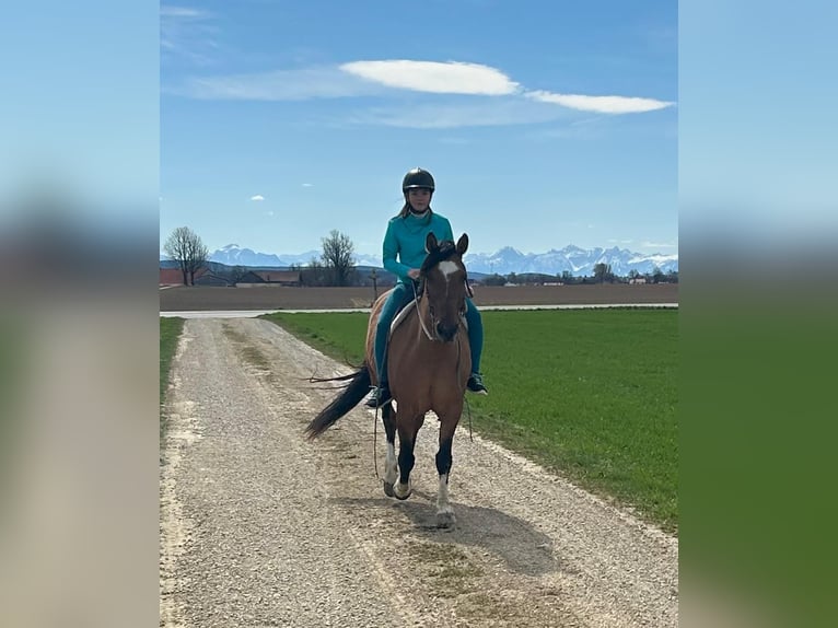 Criollo Stute 8 Jahre 143 cm  in Jengen