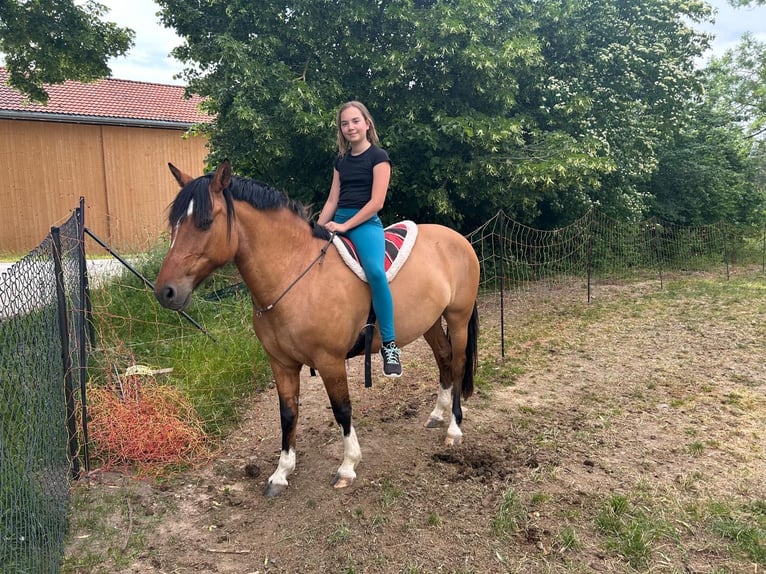 Criollo Stute 8 Jahre 143 cm  in Jengen