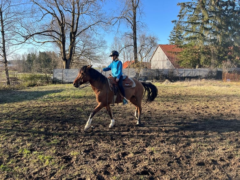 Criollo Stute 8 Jahre 143 cm  in Jengen