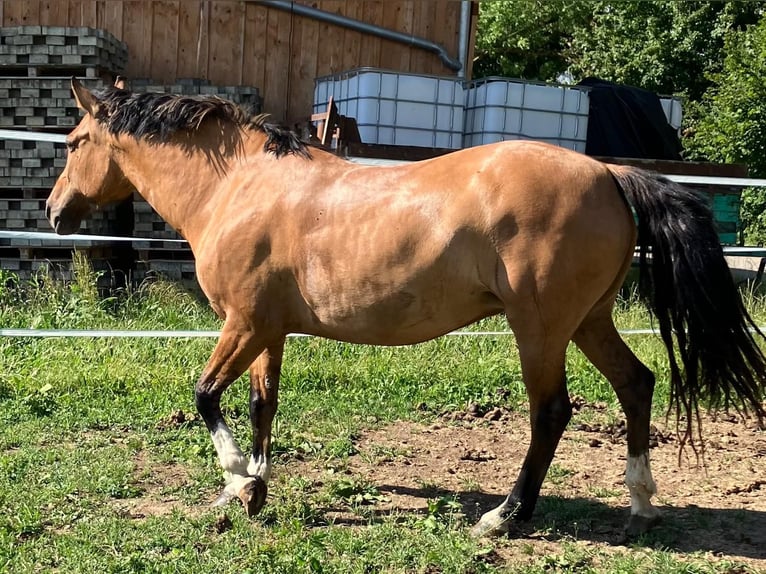 Criollo Stute 8 Jahre 143 cm  in Jengen