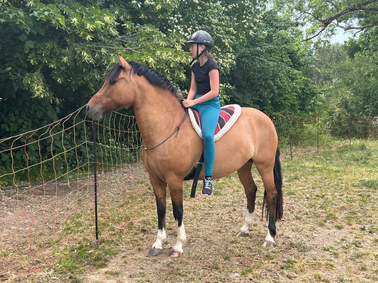 Criollo Stute 8 Jahre 143 cm  in Jengen
