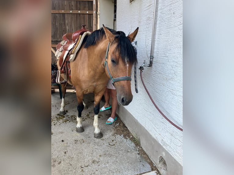 Criollo Stute 8 Jahre 143 cm  in Jengen