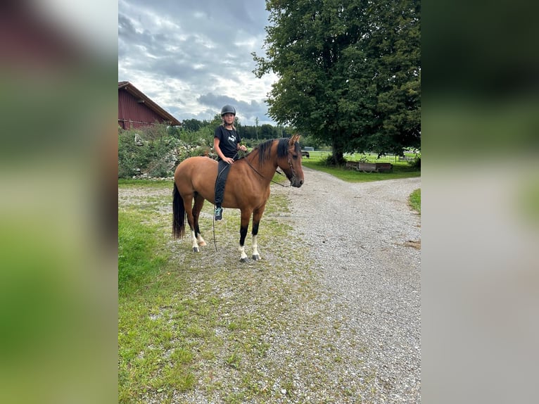 Criollo Stute 8 Jahre 143 cm  in Jengen