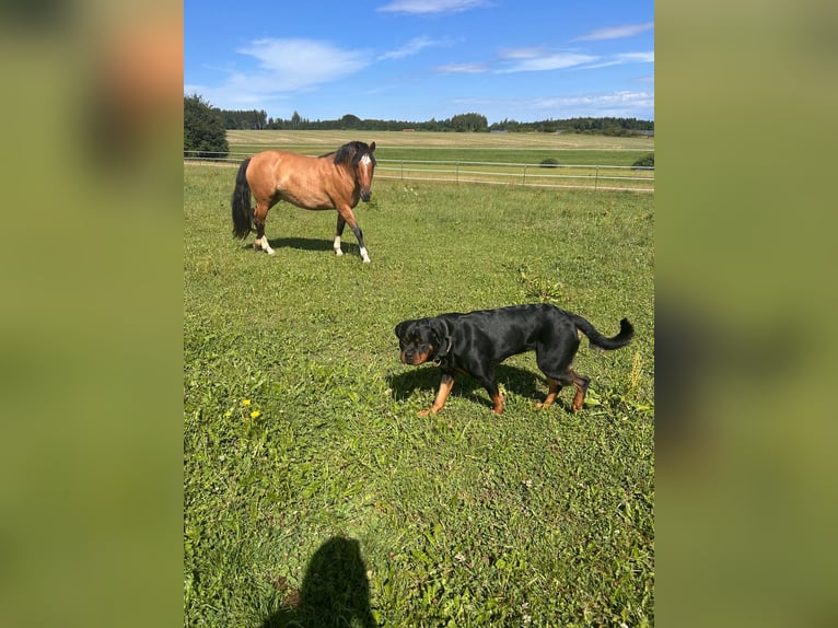 Criollo Stute 8 Jahre 143 cm  in Jengen