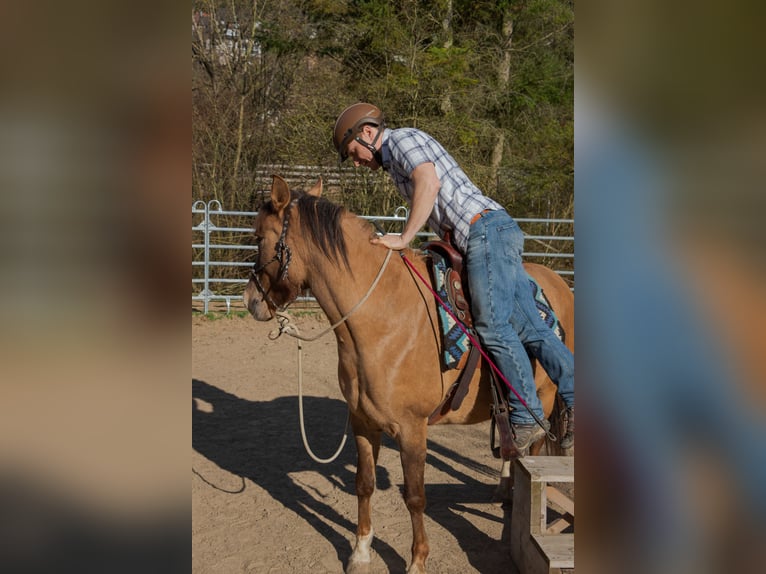 Criollo Stute 8 Jahre 146 cm Braunfalbschimmel in Buchen (Odenwald)