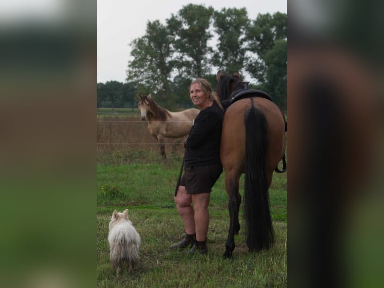 Criollo Mix Stute 9 Jahre 143 cm Falbe in Ribbesbüttel