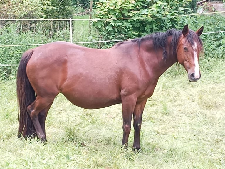 Criollo Stute 9 Jahre 145 cm Brauner in W&#xF6;rth am Main