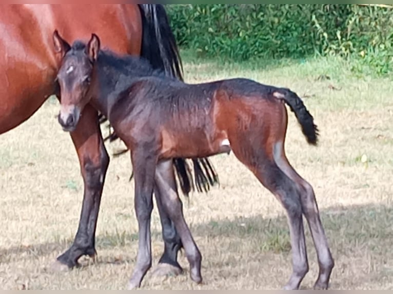 Criollo Stute 9 Jahre 145 cm Brauner in W&#xF6;rth am Main