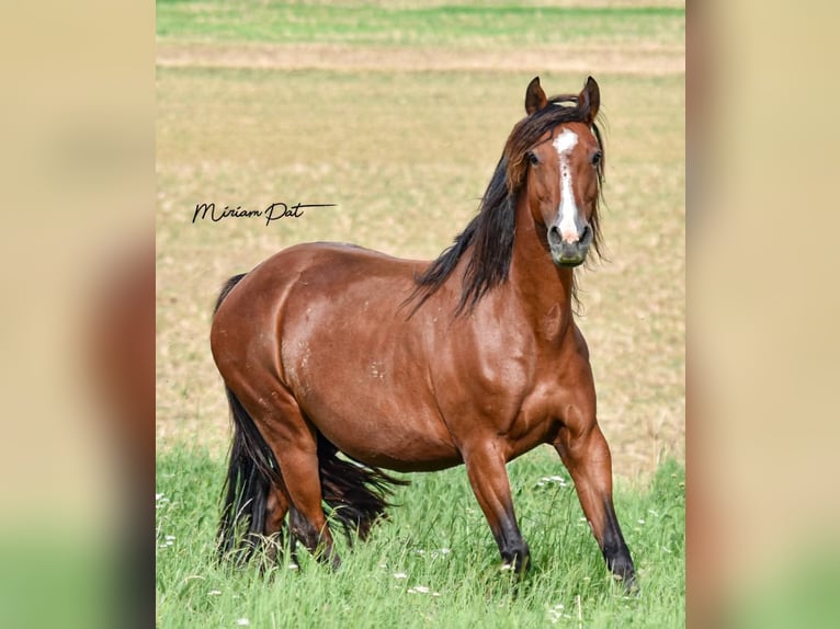 Criollo Stute 9 Jahre 145 cm Brauner in W&#xF6;rth am Main