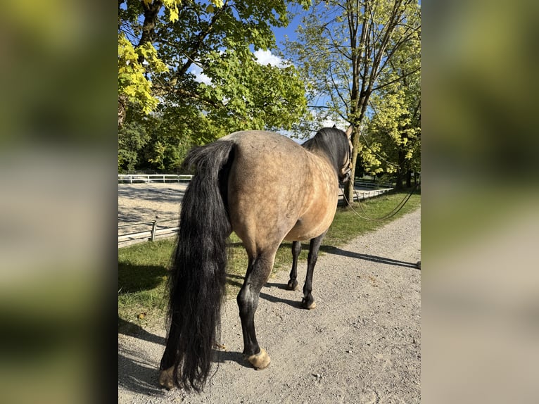 Criollo Stute 9 Jahre 145 cm Buckskin in Ampflwang
