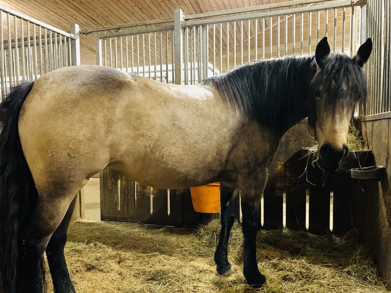 Criollo Stute 9 Jahre 145 cm Buckskin in Ampflwang