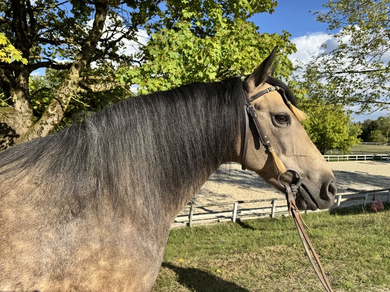 Criollo Stute 9 Jahre 145 cm Buckskin in Ampflwang