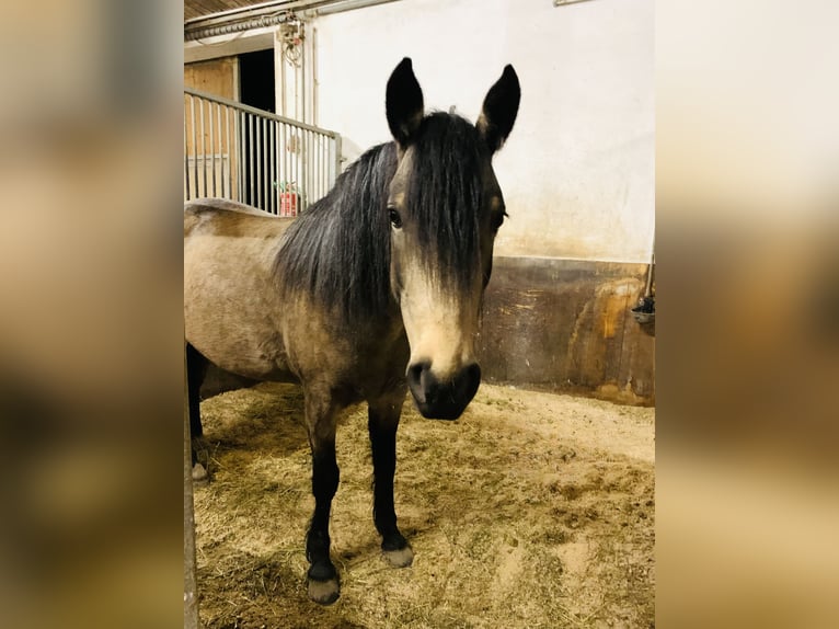 Criollo Stute 9 Jahre 145 cm Buckskin in Ampflwang