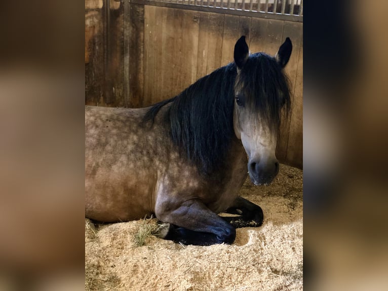 Criollo Stute 9 Jahre 145 cm Buckskin in Ampflwang