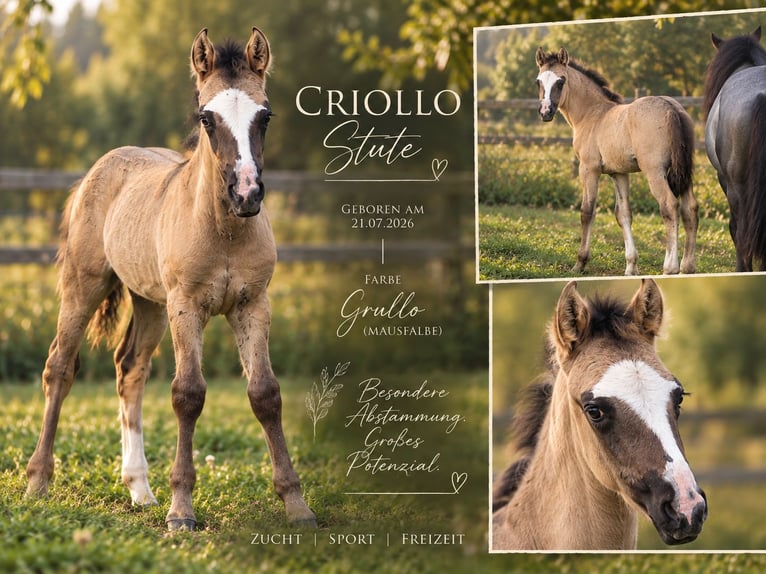 Criollo Stute Fohlen (07/2026) 148 cm Grullo in Stockstadt am Main