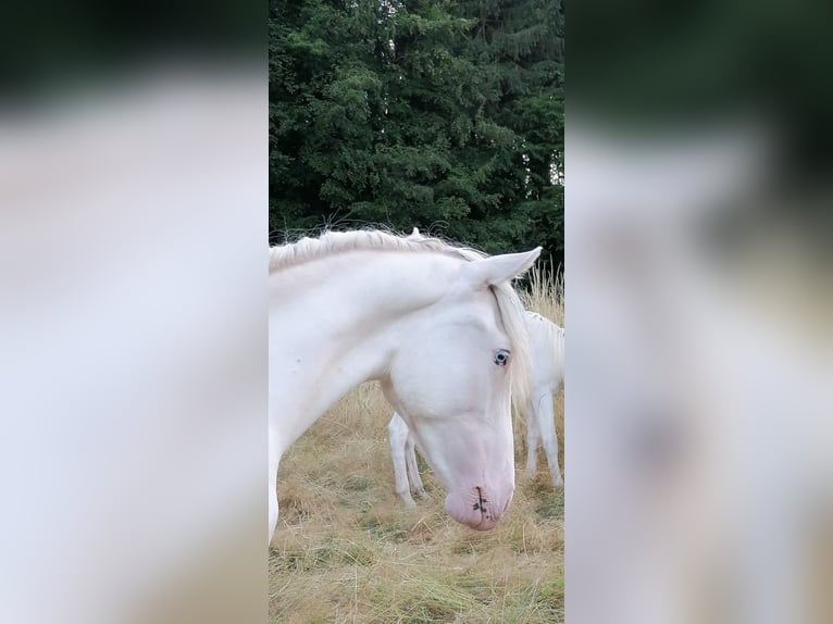 Criollo Valack 2 år 152 cm Leopard-Piebald in Spmmerkahl