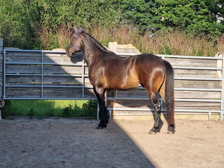 Criollo Blandning Valack 8 år 158 cm Rökfärgad svart in Altenburg