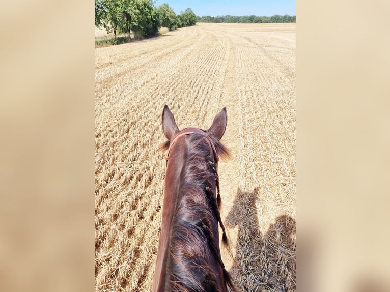 Criollo Blandning Valack 8 år 158 cm Rökfärgad svart in Altenburg