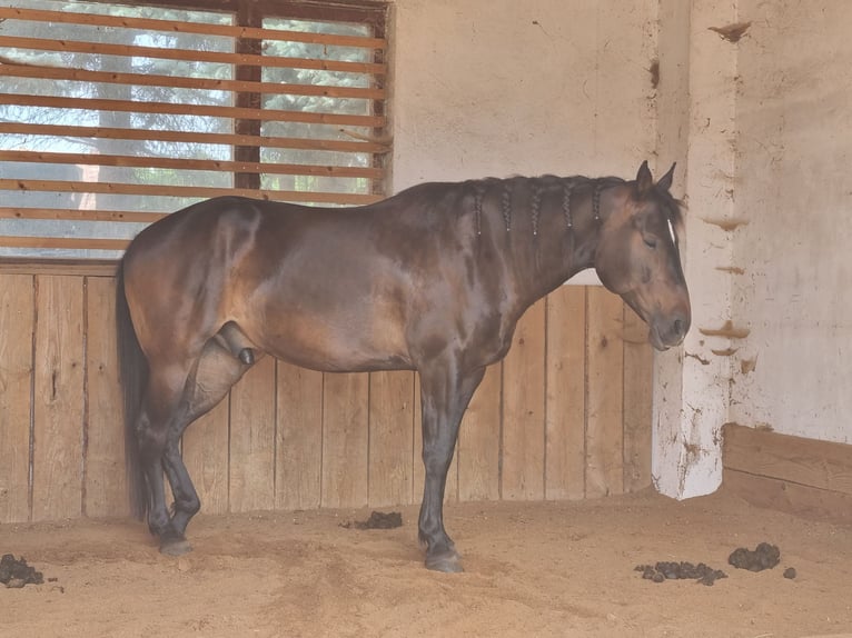 Criollo Blandning Valack 8 år 158 cm Rökfärgad svart in Altenburg