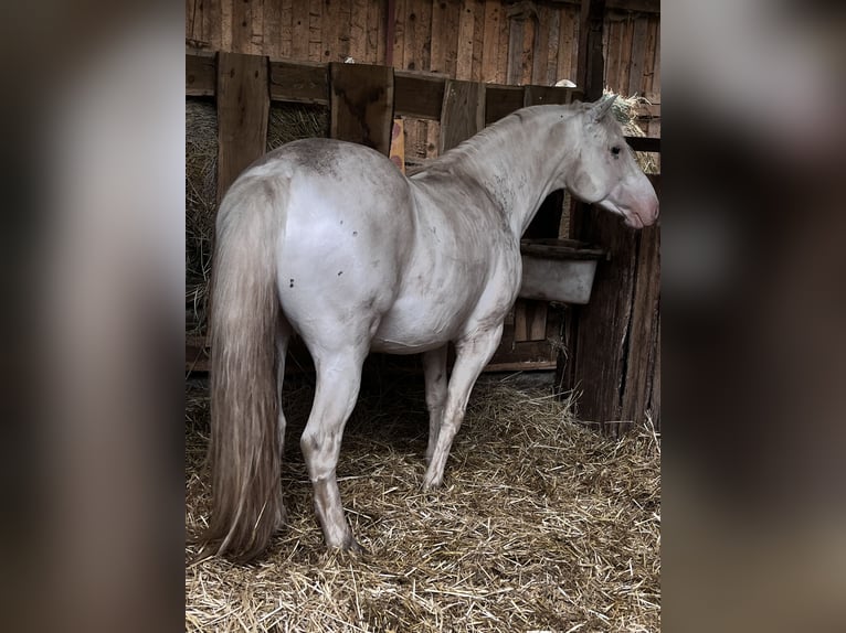 Criollo Valack 9 år 147 cm Overo-skäck-alla-färger in Klingenberg am Main