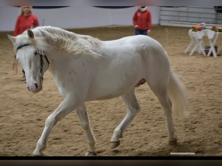 Criollo Valack 9 år 147 cm Overo-skäck-alla-färger in Klingenberg am Main