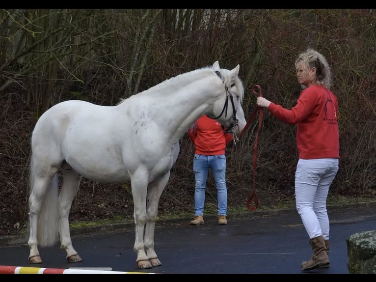 Criollo Valack 9 år 147 cm Overo-skäck-alla-färger in Klingenberg am Main