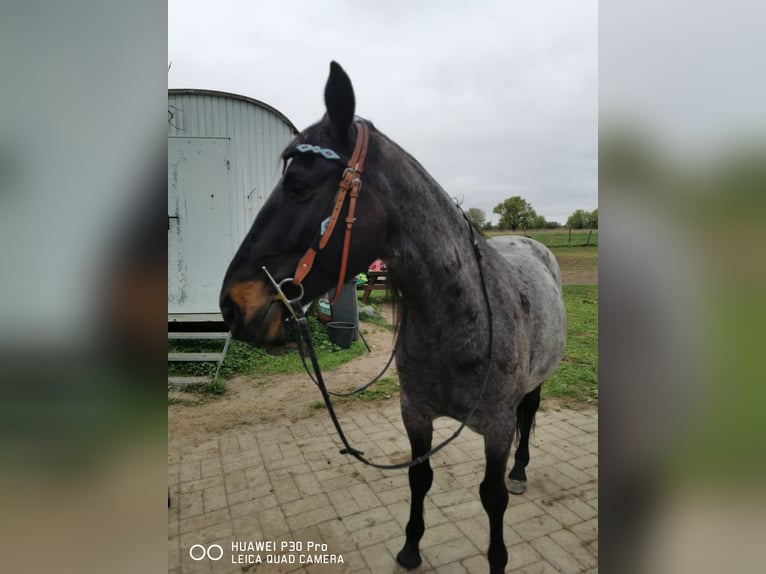 Criollo Wałach 10 lat 145 cm Karodereszowata in Schönwalde