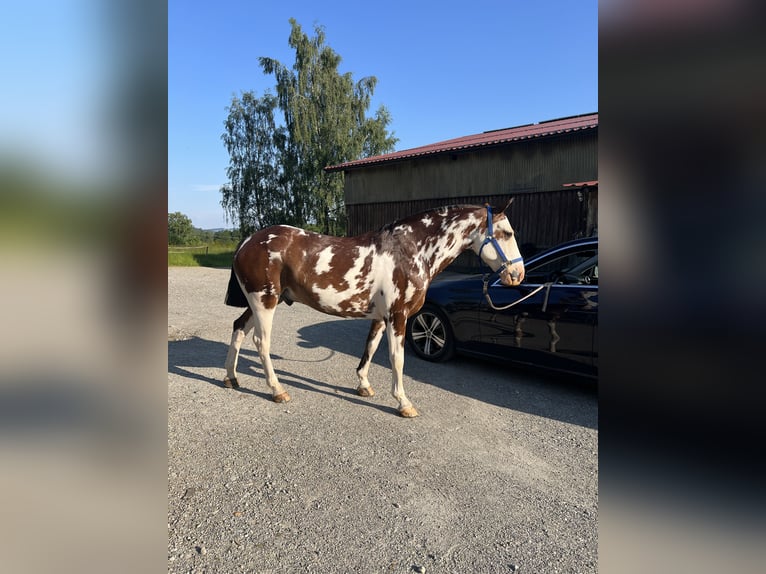 Criollo Wałach 10 lat 148 cm Overo wszelkich maści in Gräfelfing