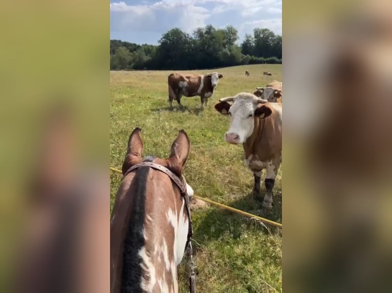 Criollo Wałach 10 lat 148 cm Overo wszelkich maści in Gräfelfing
